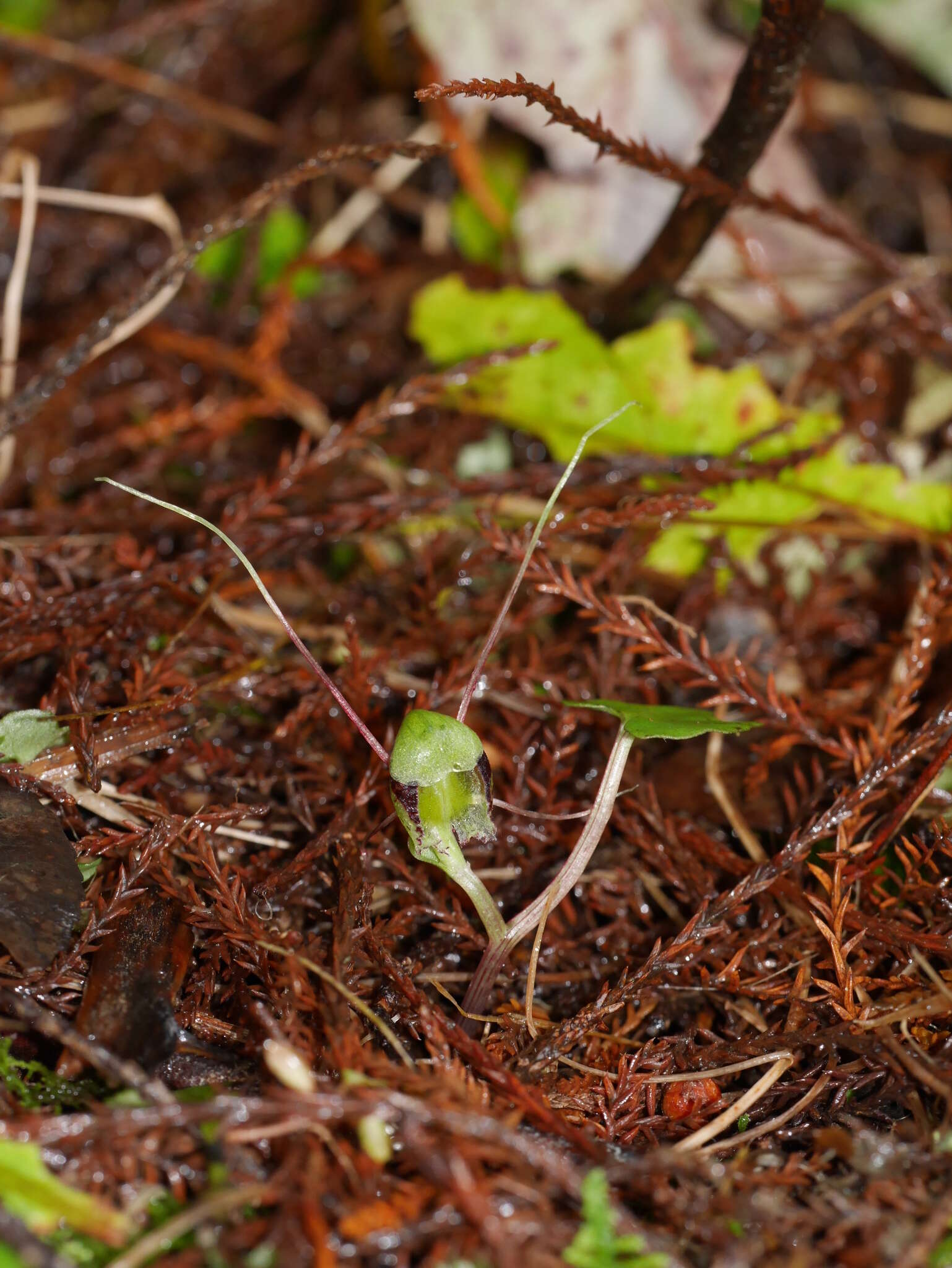 Image of Corybas vitreus Lehnebach