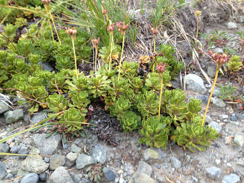 Plancia ëd Primula suffrutescens A. Gray