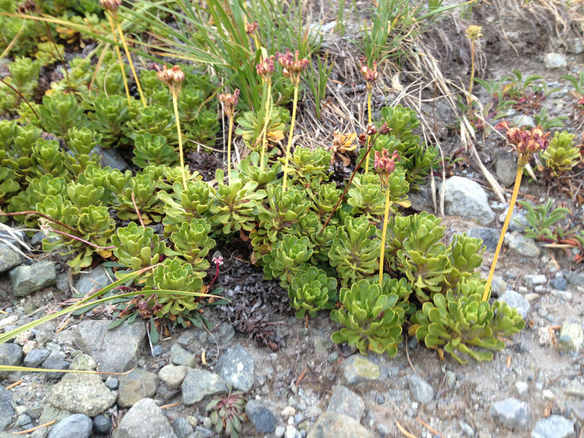 Слика од Primula suffrutescens A. Gray