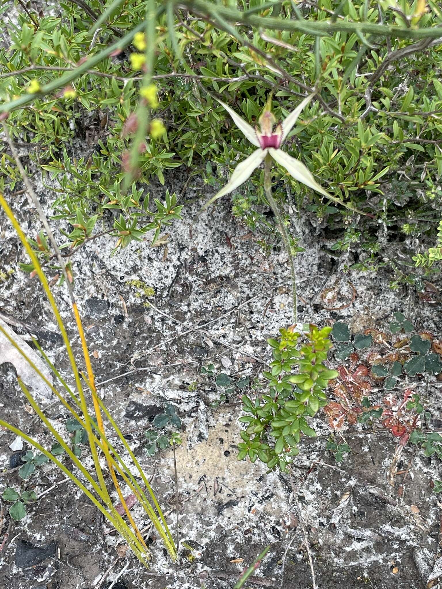 Image of Robust spider orchid