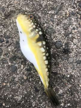 Image of Fine Patterned Puffer