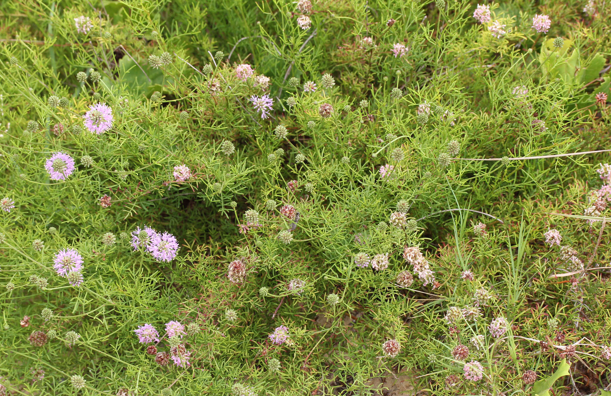 Image of Feay's prairie clover