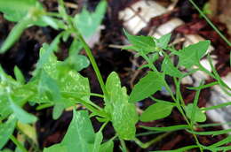 Atriplex nudicaulis Boguslaw的圖片