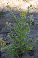 Image of Rhodanthe moschata (A. Cunn. ex DC.) P. G. Wilson