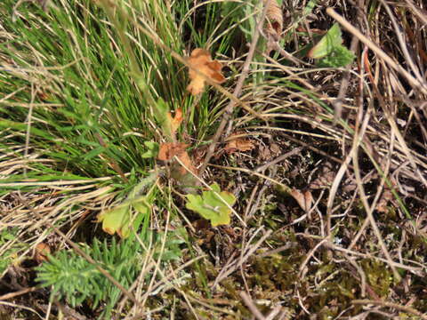 Слика од Saxifraga bulbifera L.