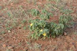 Image of Abutilon austroafricanum Hochr.