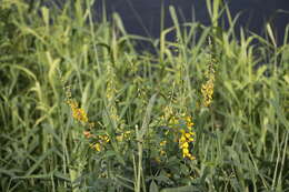 Image of West Indian rattlebox