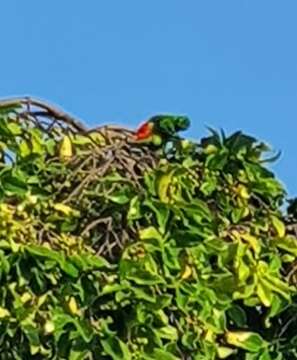 Image of Blue-crowned Hanging Parrot