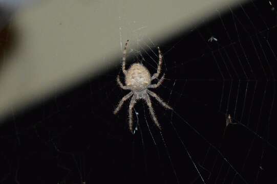 Image of Barn orb-weaver