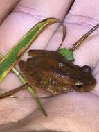 Image of Lesser Treefrog