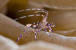 Image of Spotted cleaner shrimp