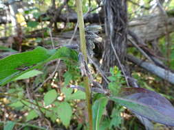 Image of Purple Rattlesnake-Root