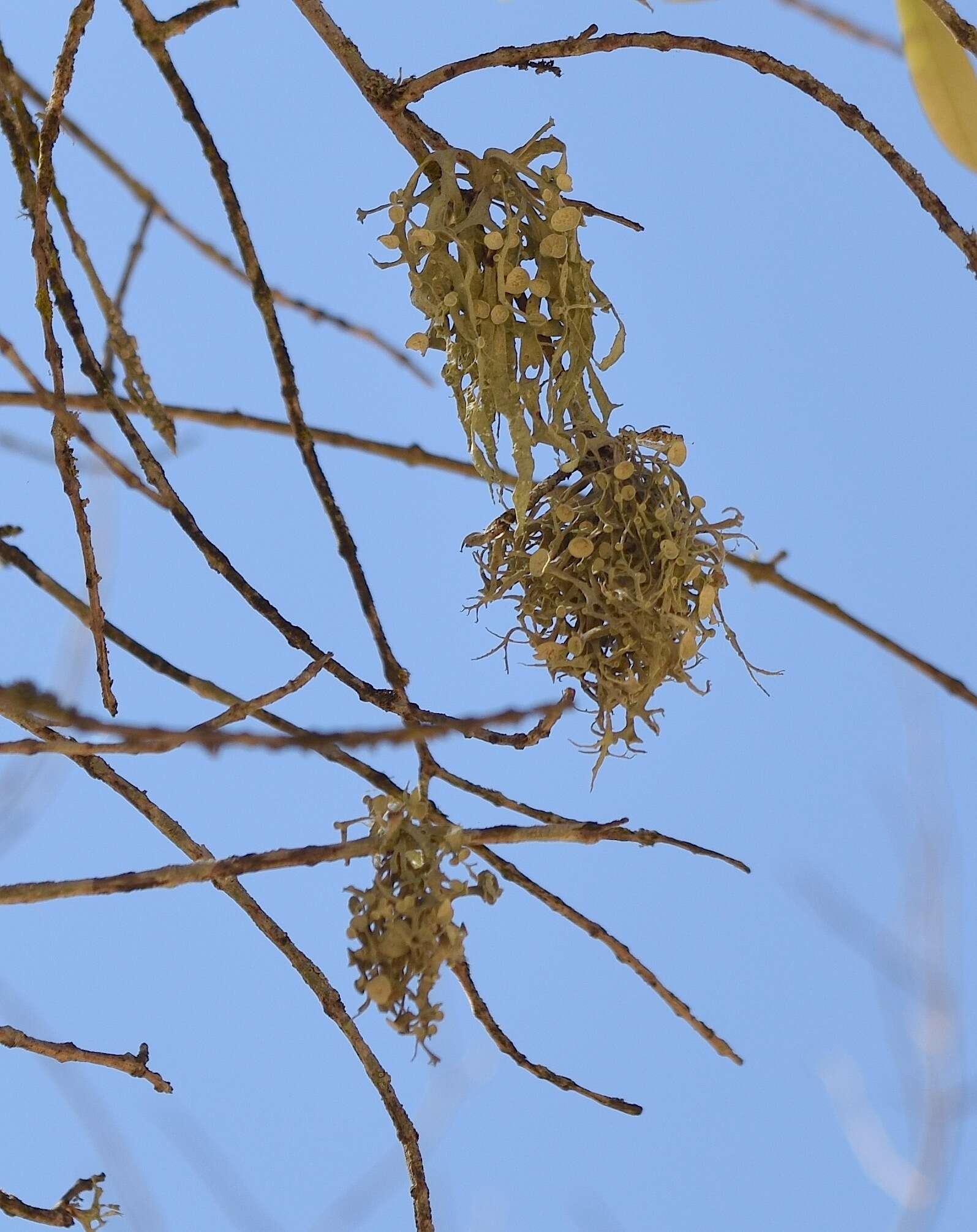 Imagem de Ramalina leptocarpha Tuck.