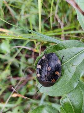 Image of Therea petiveriana (Linnaeus 1758)