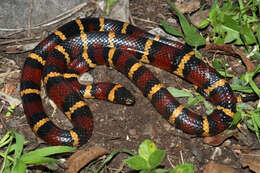 Image of Mexican Kingsnake