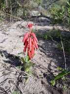 Image of Red Viooltjie
