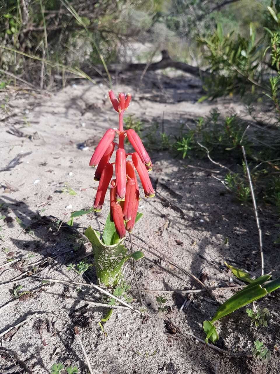 Image of Red Viooltjie