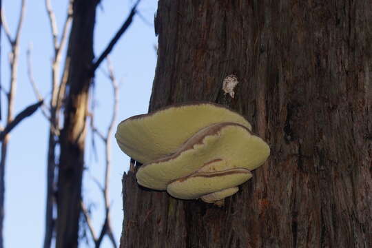 Image of Laetiporus portentosus (Berk.) Rajchenb. 1995