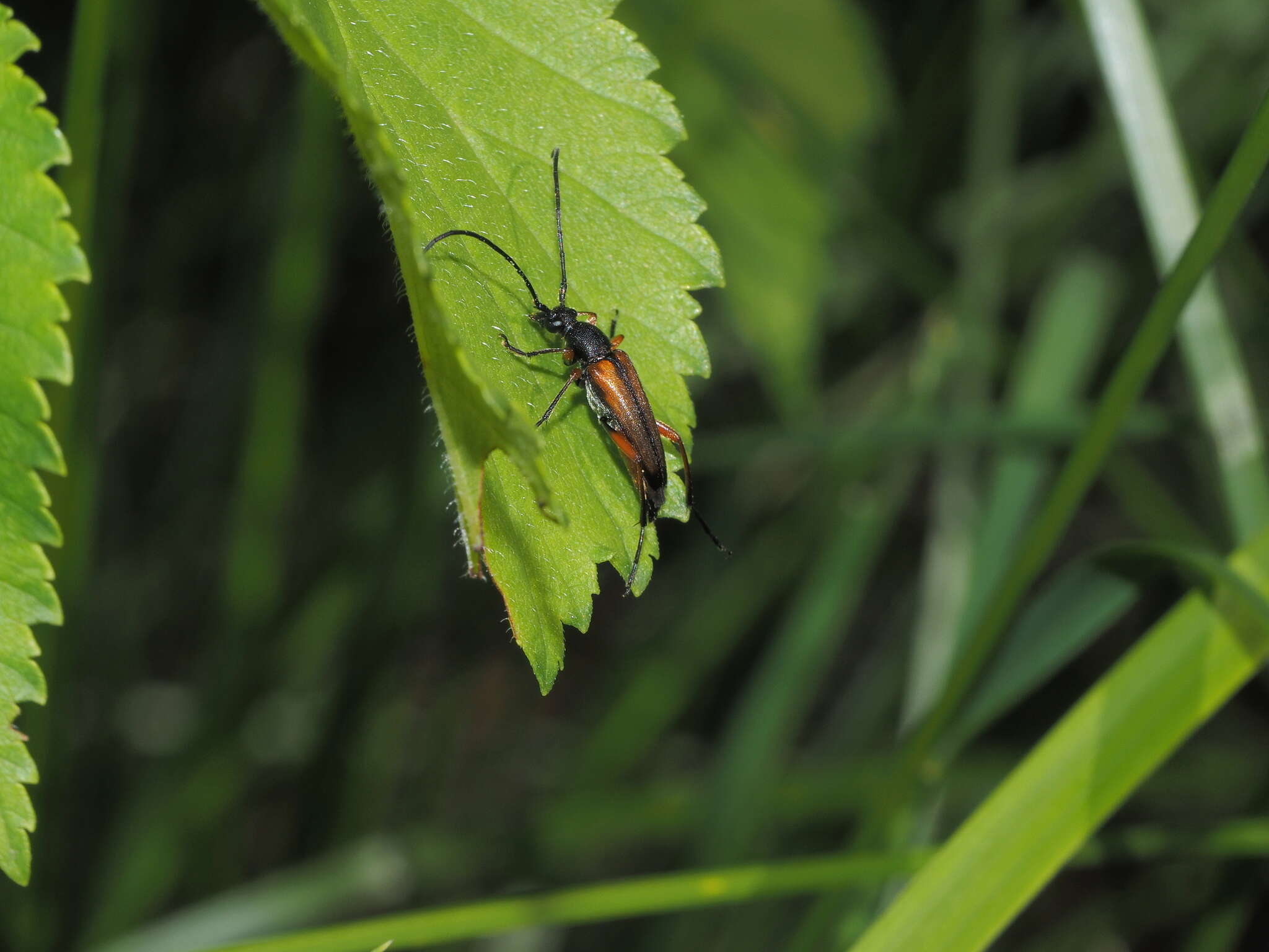 Image de Stenurella (Stenulleroides) jaegeri (Hummel 1825)