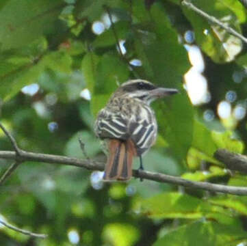 Imagem de Myiodynastes maculatus (Müller & Pls 1776)