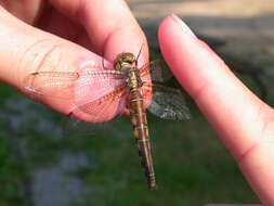 Image of Broad-tailed Shadowdragon