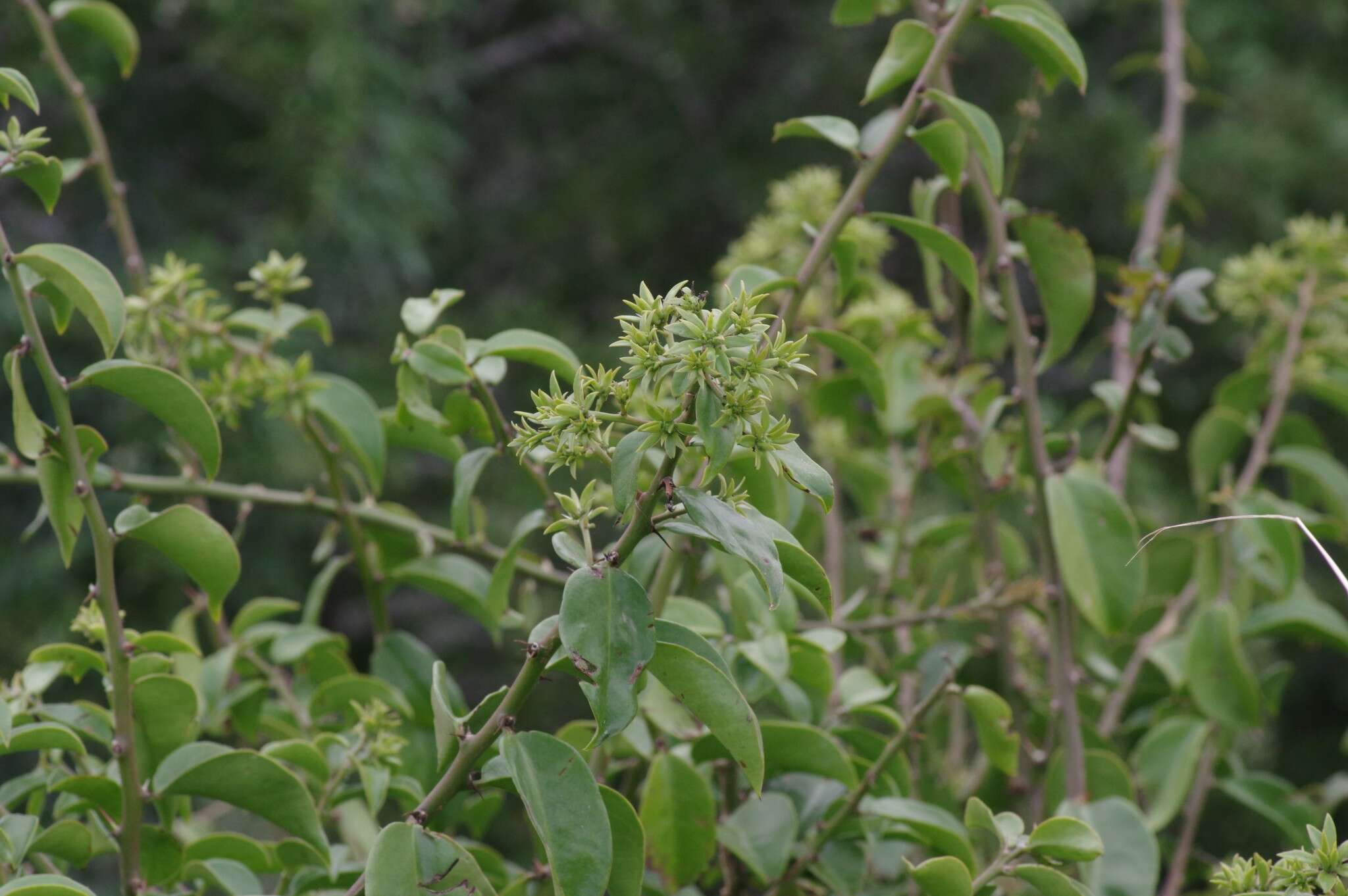 Image of Barbados shrub