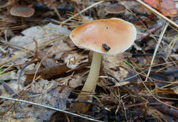 Image of Marasmius strictipes (Peck) Singer 1943