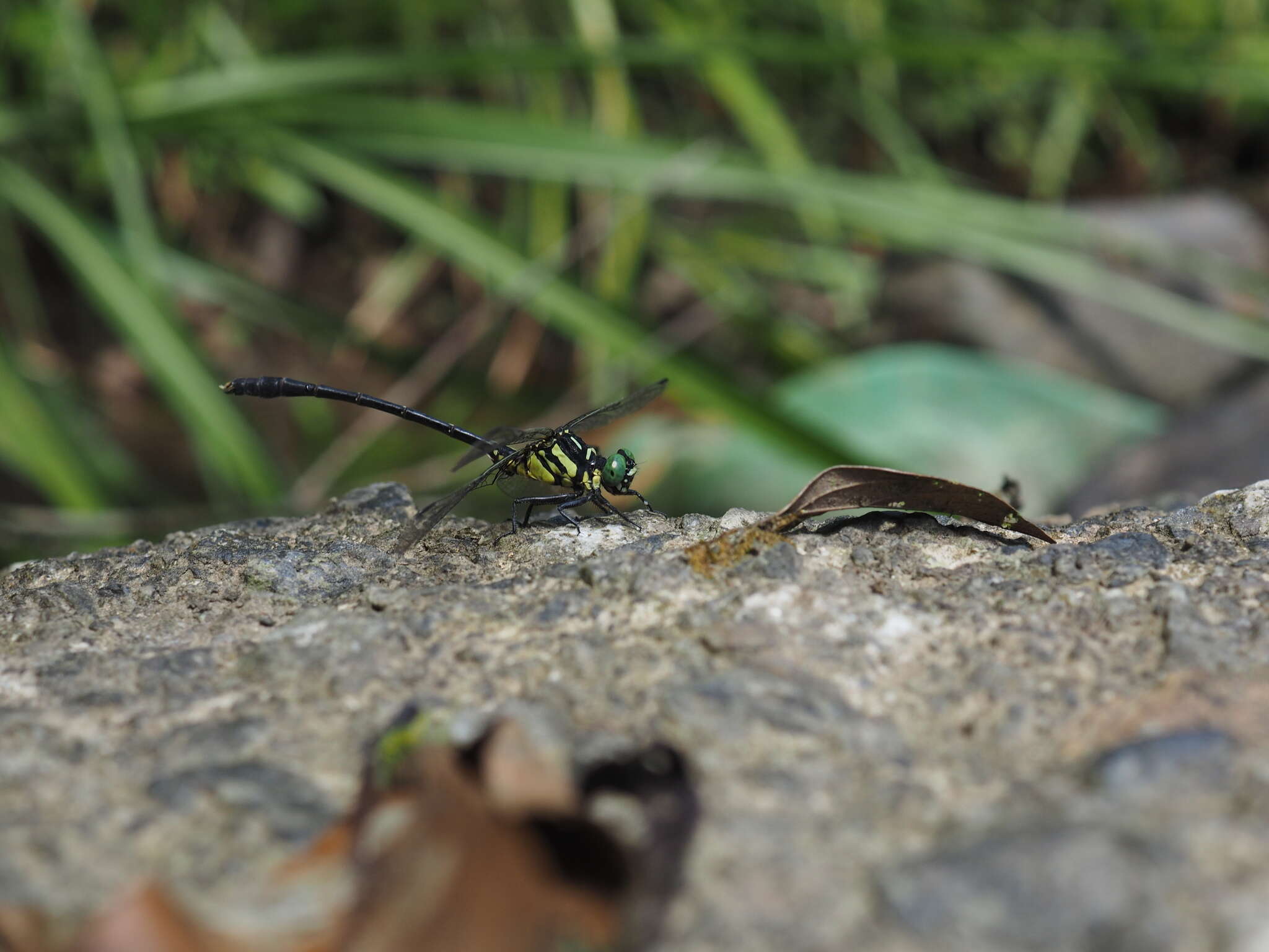 Image of Stylogomphus changi Asahina 1968