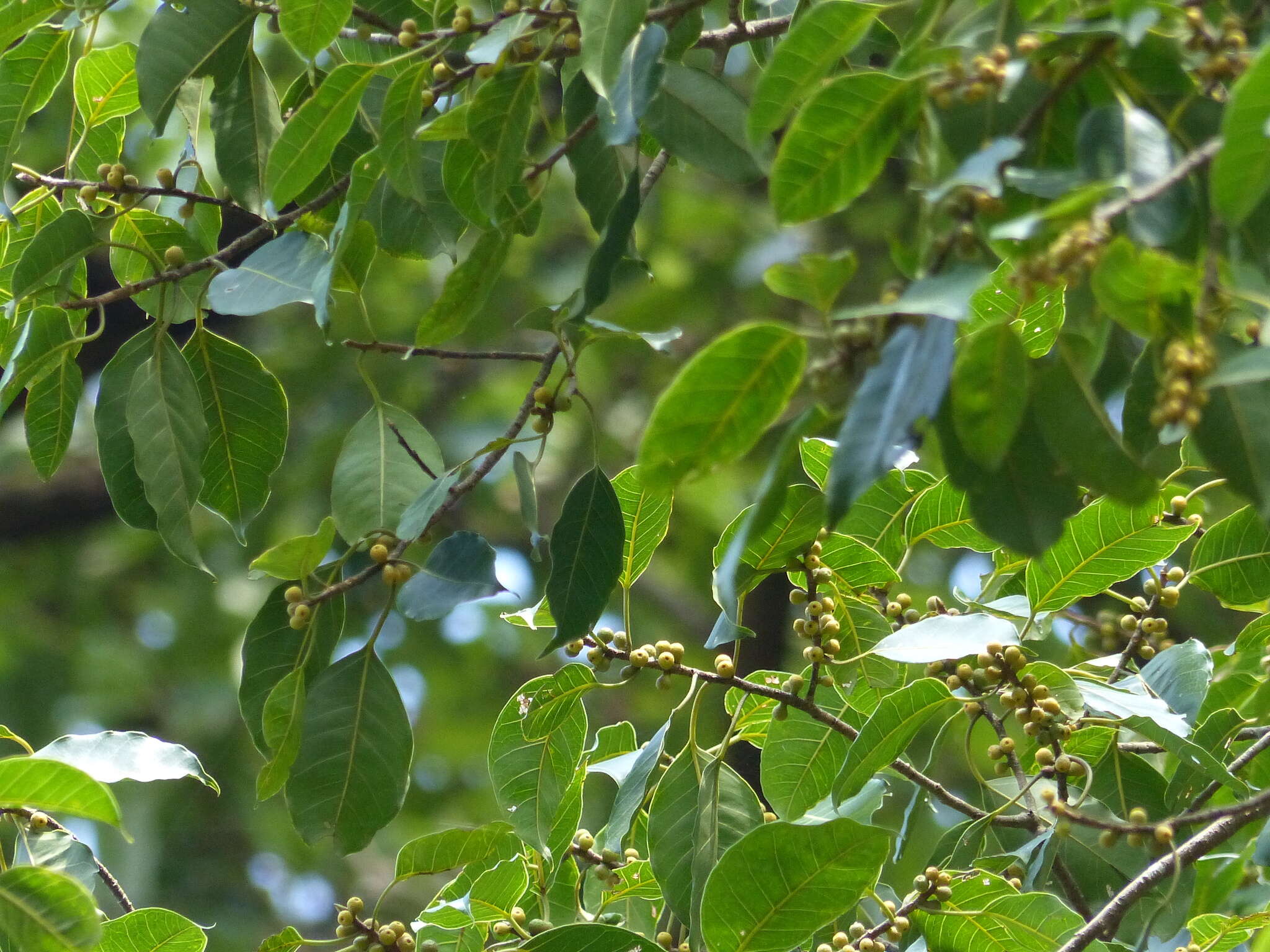 Image of Ficus talbotii King