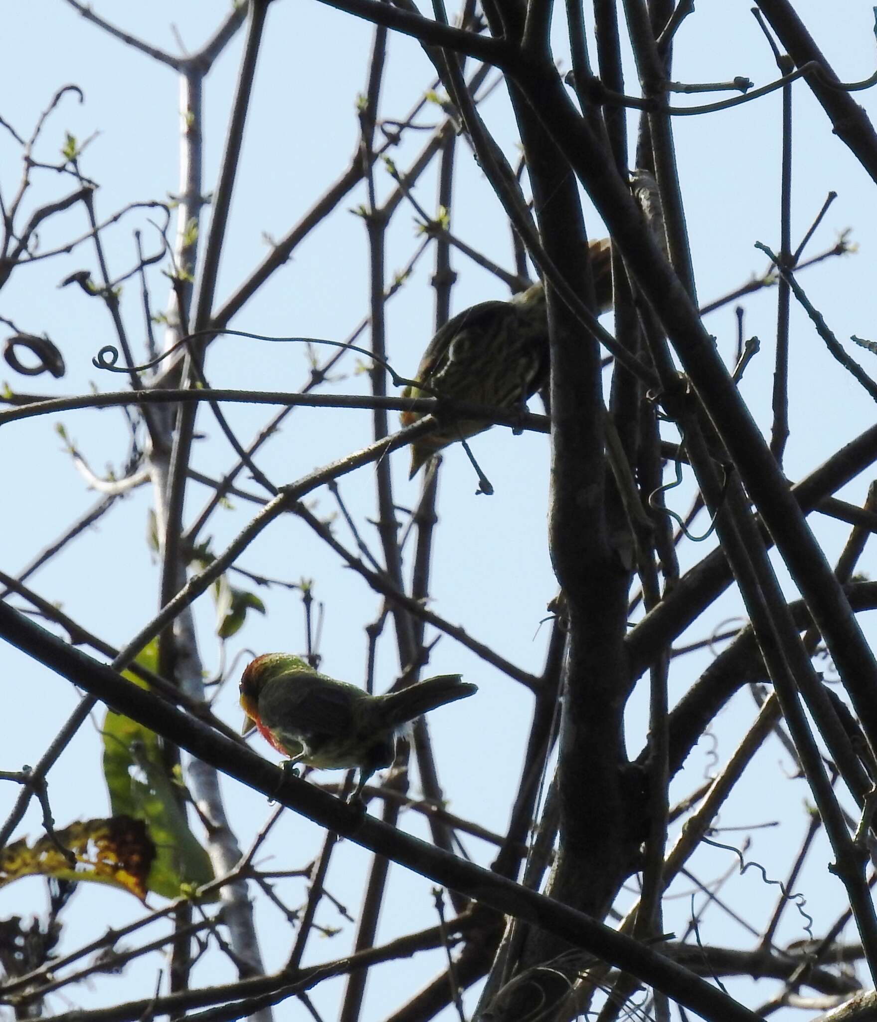 Image of Lemon-throated Barbet