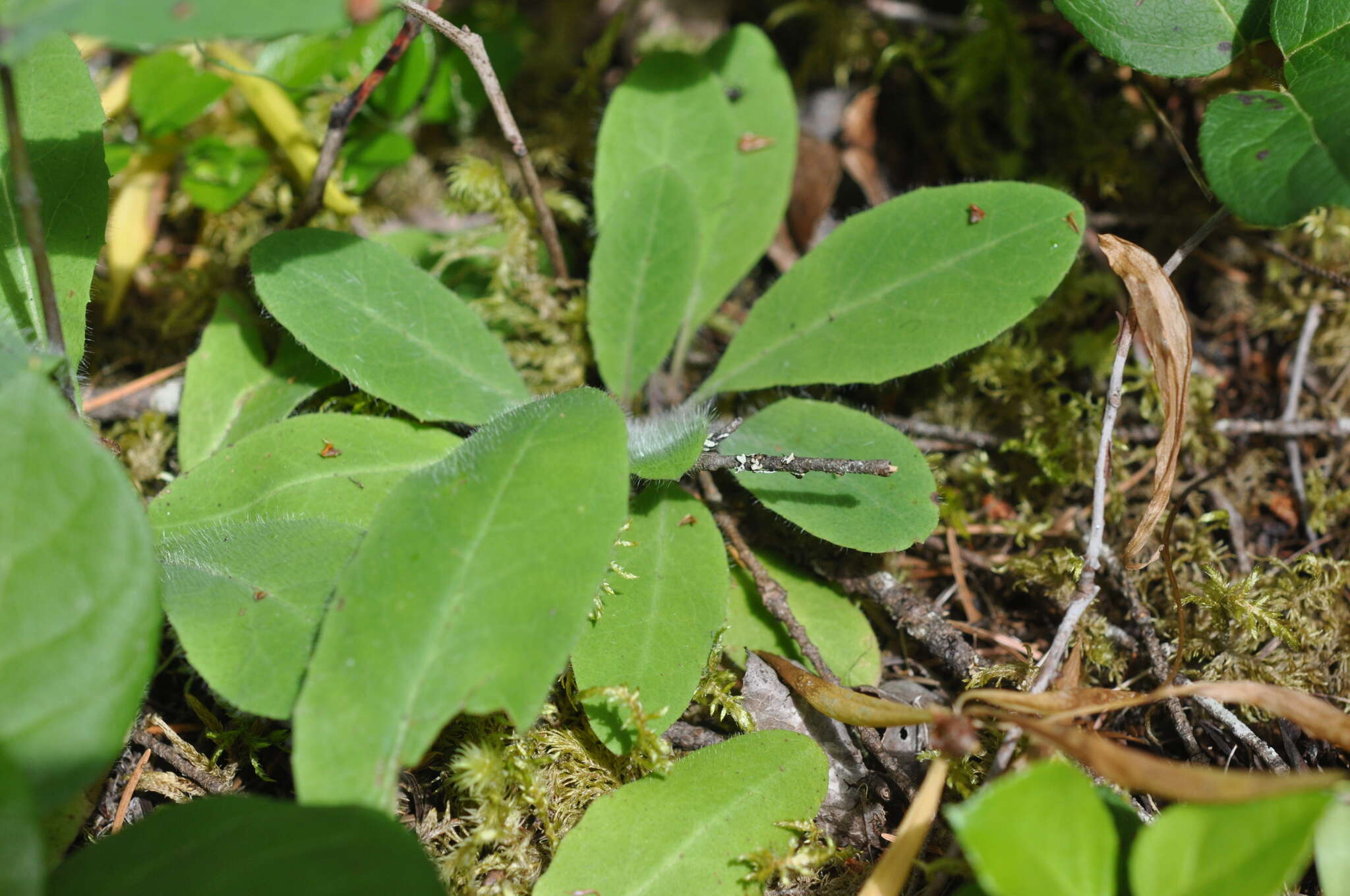 Image de Pilosella albiflora (Hook.) Sch. Bip.