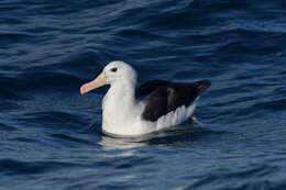 Image of black-browed albatross