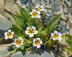 Image of Death Valley monkeyflower