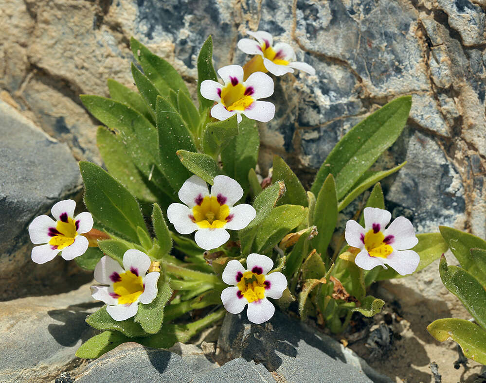 Image of Death Valley monkeyflower