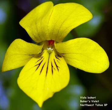 Image of Baker's violet