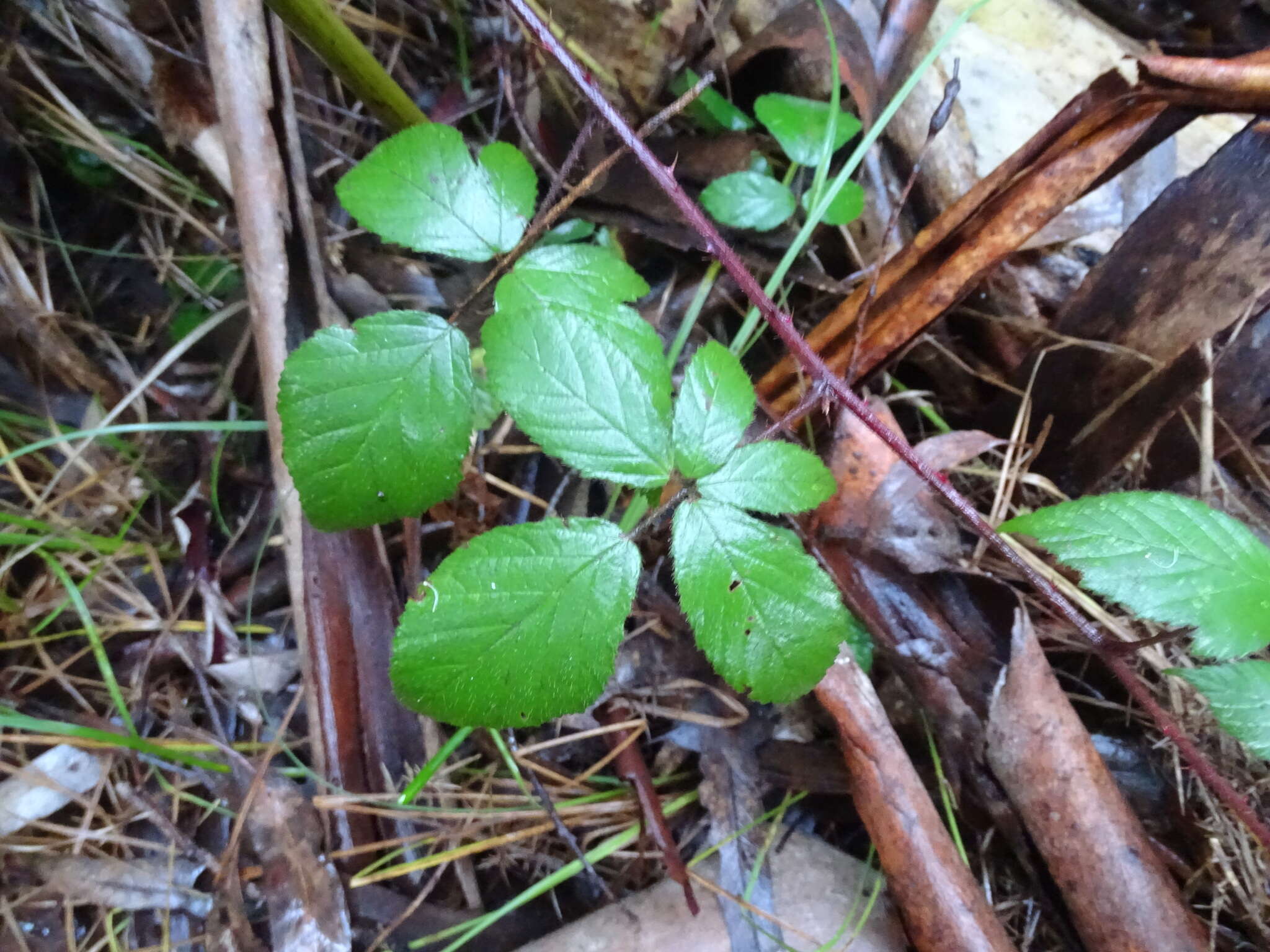 Image of Rubus erythrops E. S. Edees & A. Newton