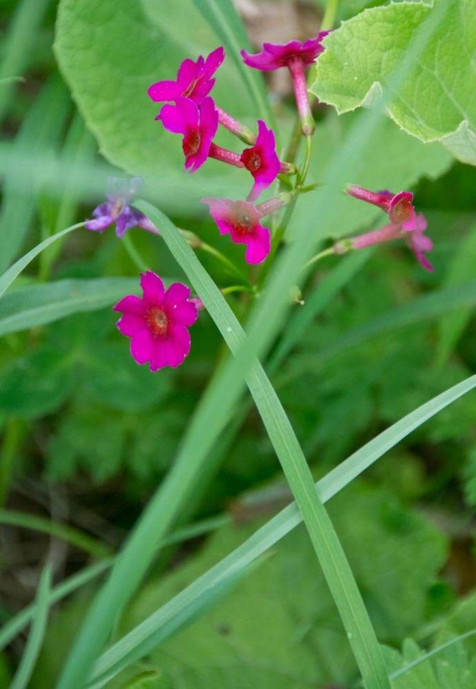 Primula japonica A. Gray resmi