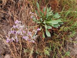 Image of Limonium algarvense Erben