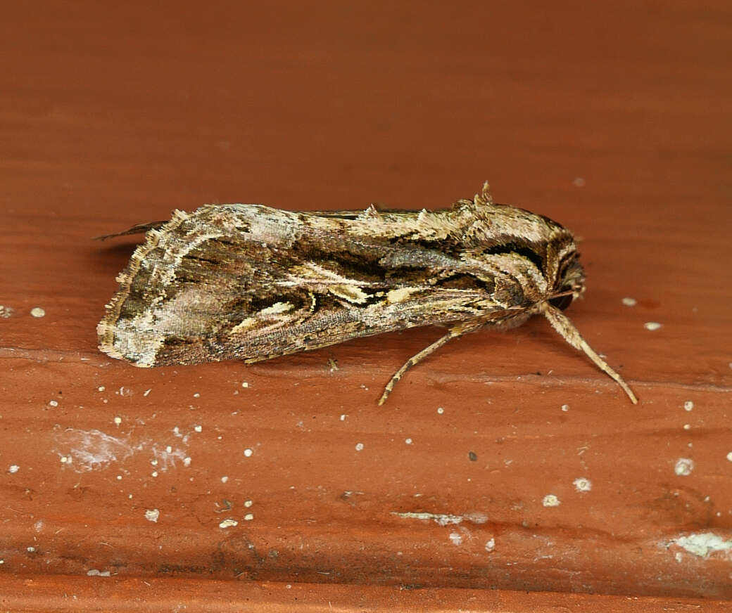 Image of Sweetpotato Armyworm Moth