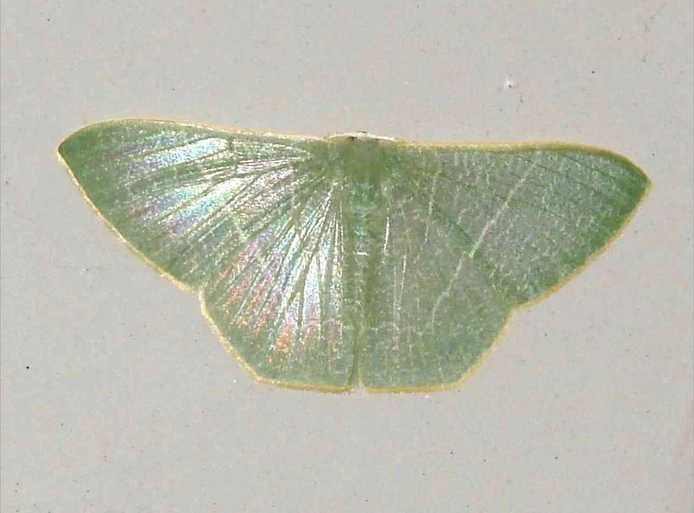 Plancia ëd <i>Pelagodes antiquadraria</i>