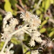 Pithocarpa cordata (DC.) Schmidt-Leb. & R. L. Barrett resmi