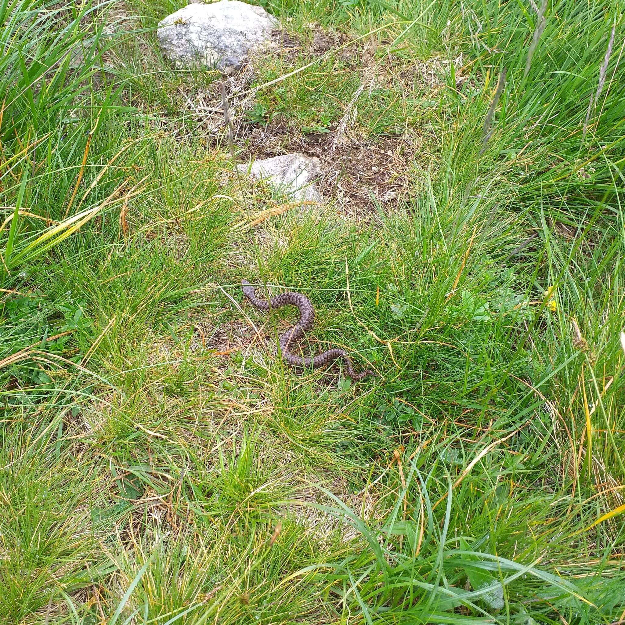 Image of Vipera walser Ghielmi, Menegon, Marsden, Laddaga & Ursenbacher 2016