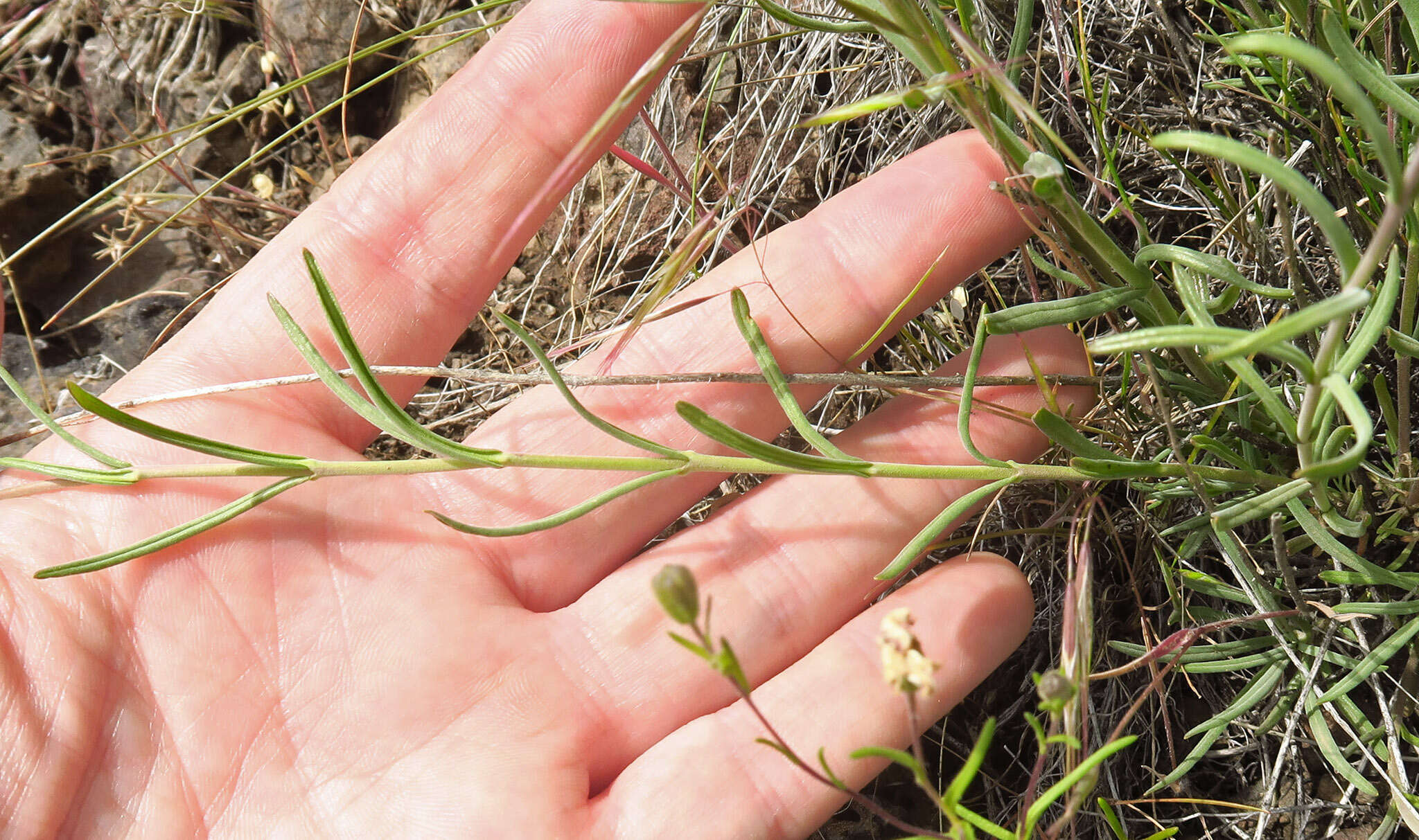 Image of Gairdner's beardtongue