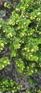 Image of yellow boronia