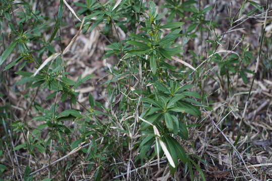 Image of Daphne pseudomezereum A. Gray