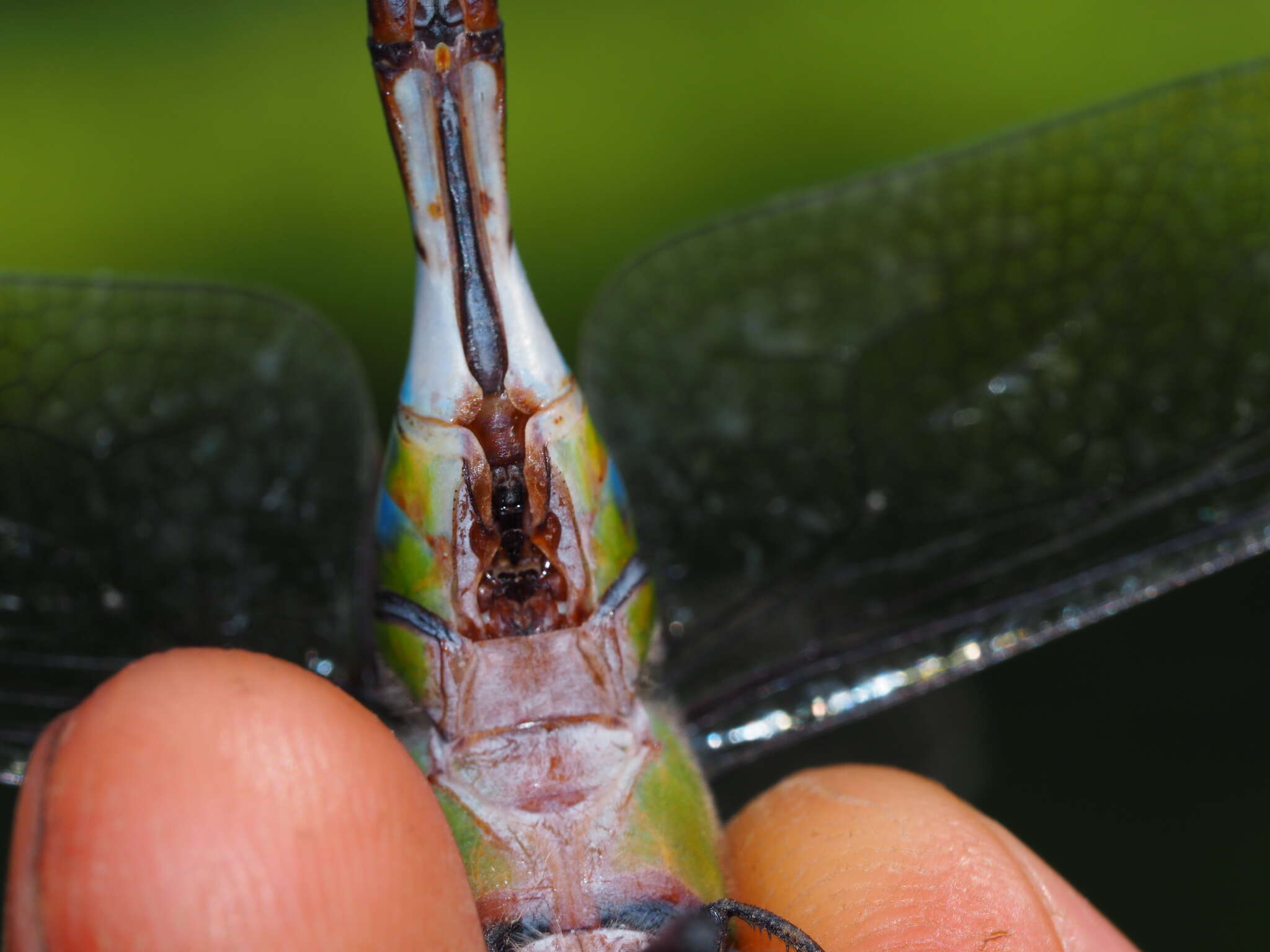 Plancia ëd Anax guttatus (Burmeister 1839)