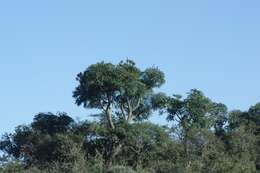 Image of Common Cabbage Tree