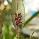 Image of Trichosalpinx blaisdellii (S. Watson) Luer