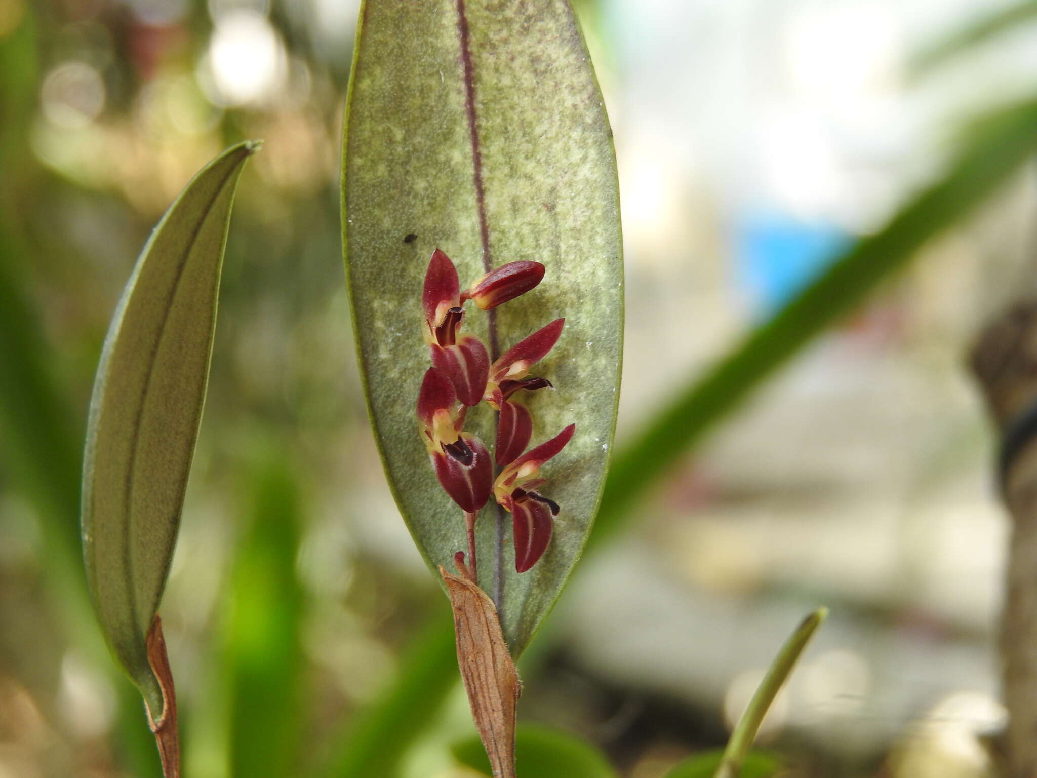 Image of Trichosalpinx blaisdellii (S. Watson) Luer