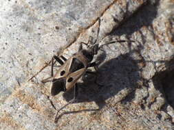 صورة Lasiocoris crassicornis (Lucas 1849)